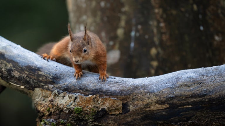 Mount Stewart, home to species including red squirrels, will host BBC Winterwatch